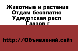 Животные и растения Отдам бесплатно. Удмуртская респ.,Глазов г.